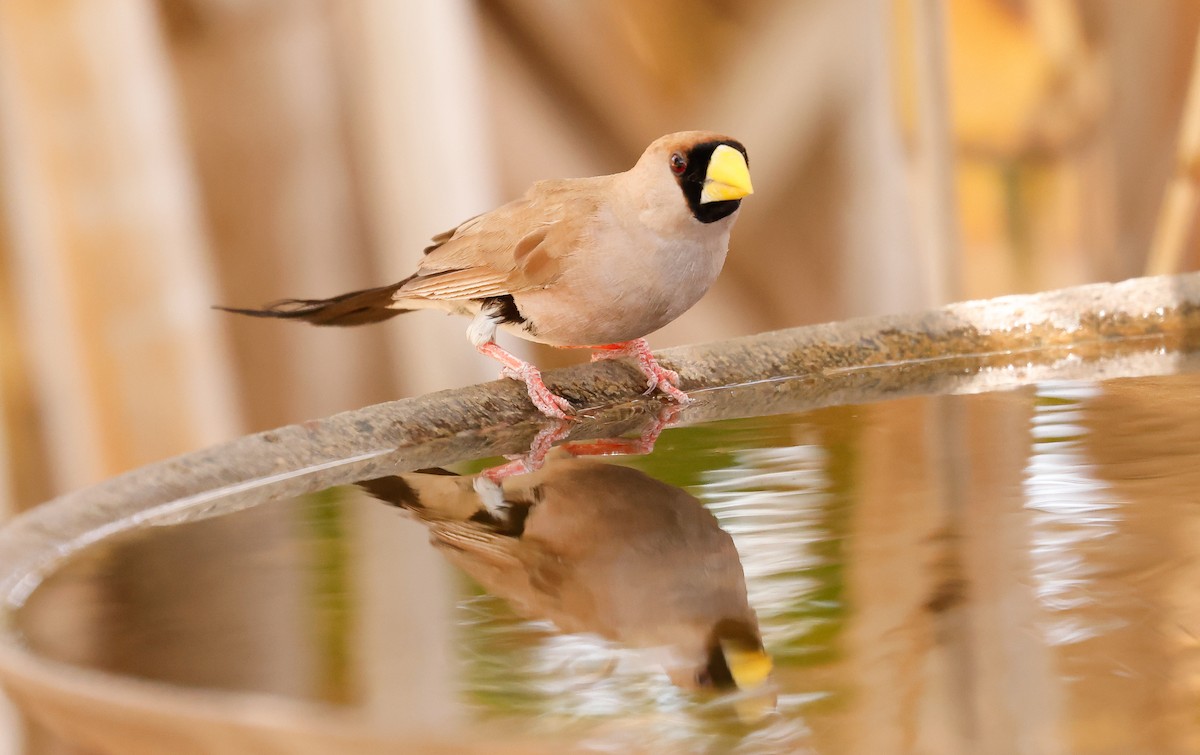 Masked Finch (Masked) - ML641586231