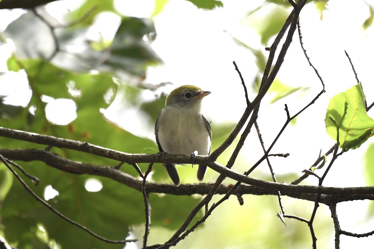 Chestnut-sided Warbler - ML641586242