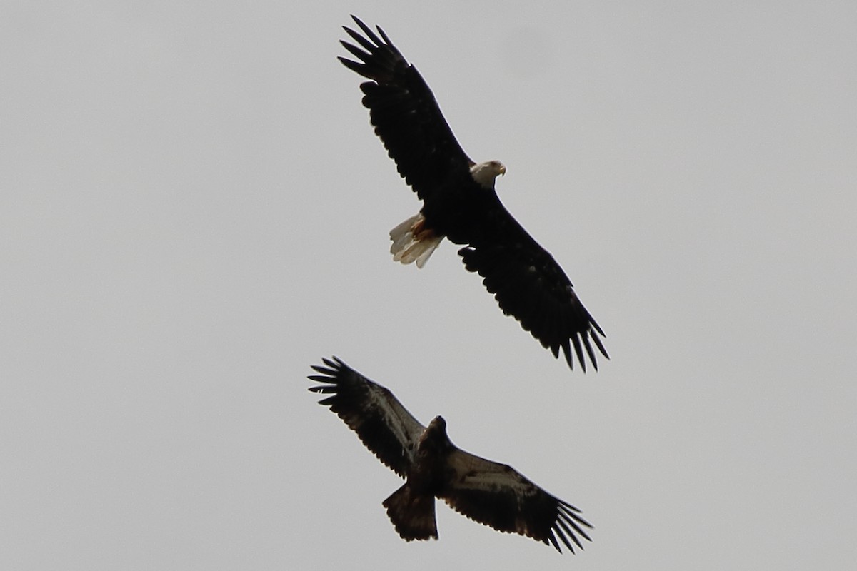 Bald Eagle - ML641586255