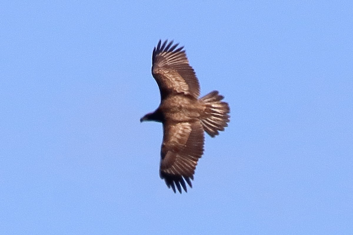 Bald Eagle - ML641586256