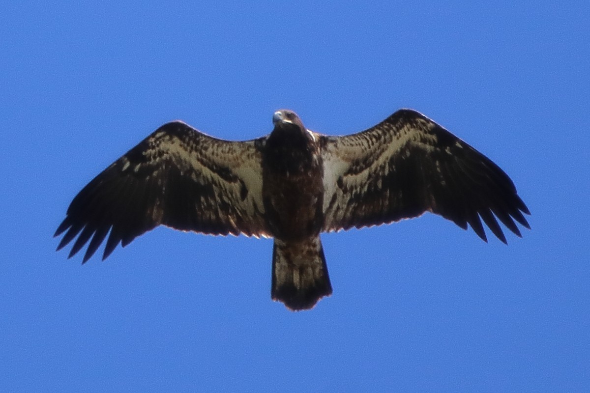 Bald Eagle - ML641586257