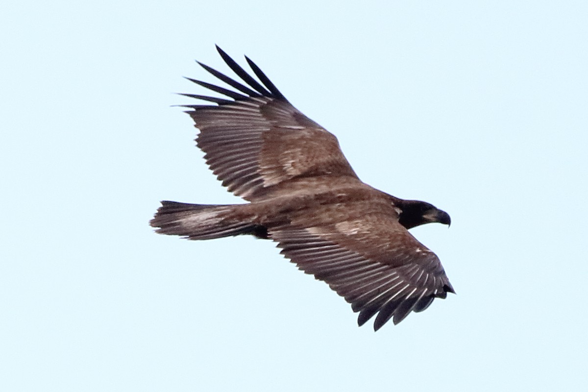 Bald Eagle - ML641586258