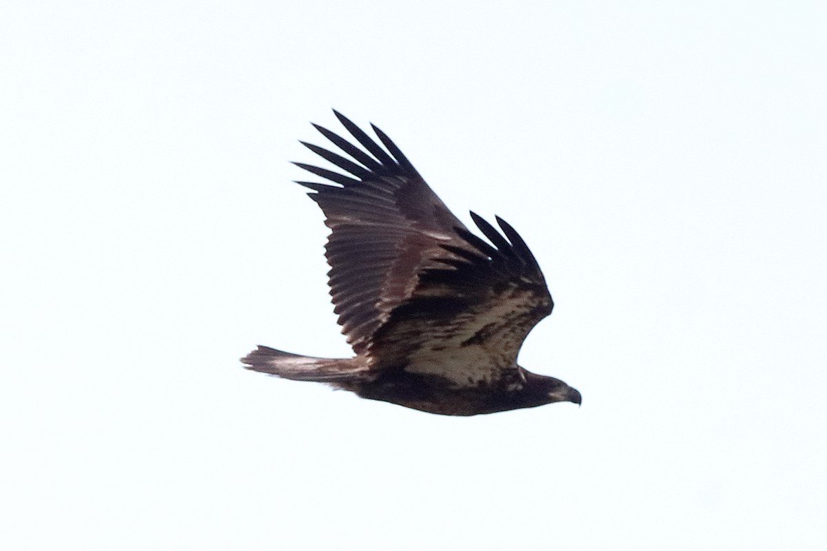 Bald Eagle - ML641586259