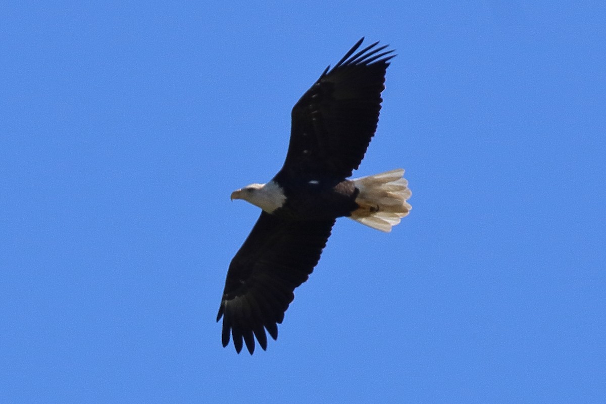 Bald Eagle - ML641586260