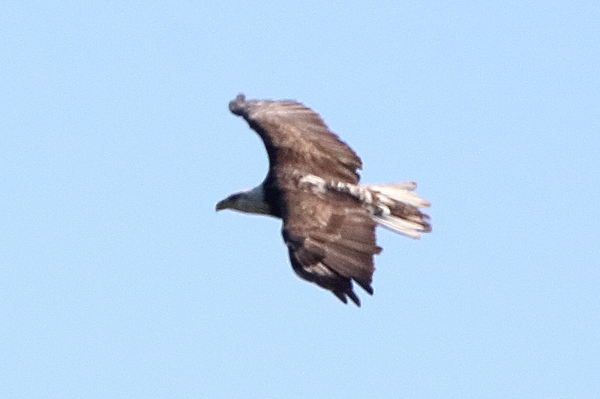 Bald Eagle - ML641586261