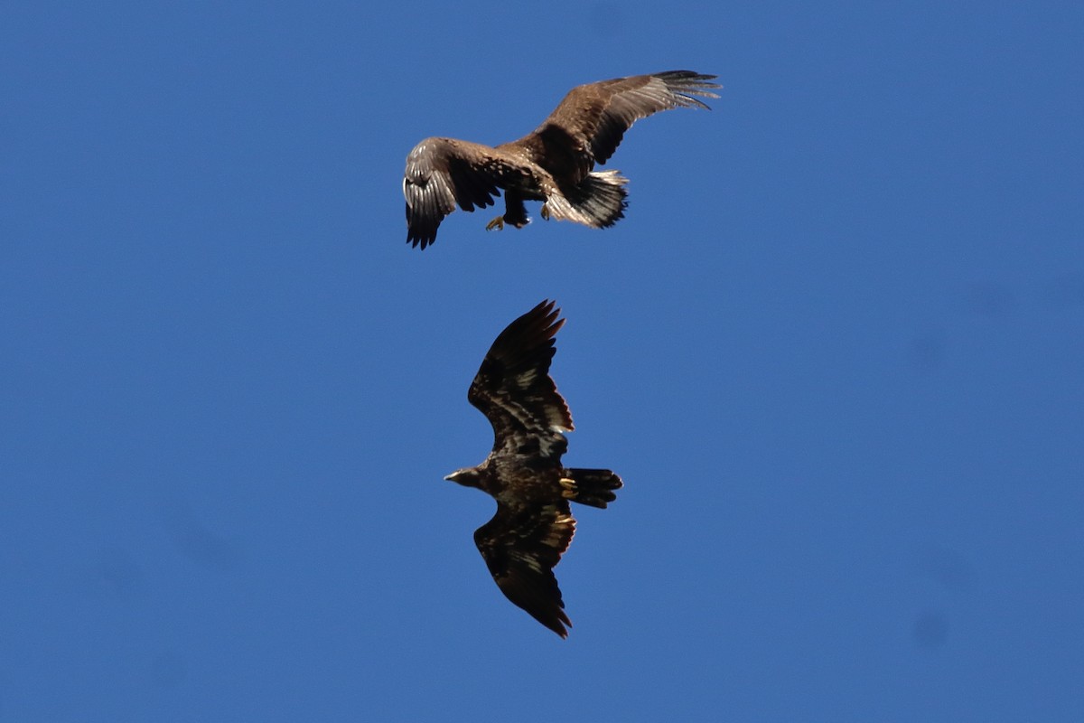 Bald Eagle - ML641586265