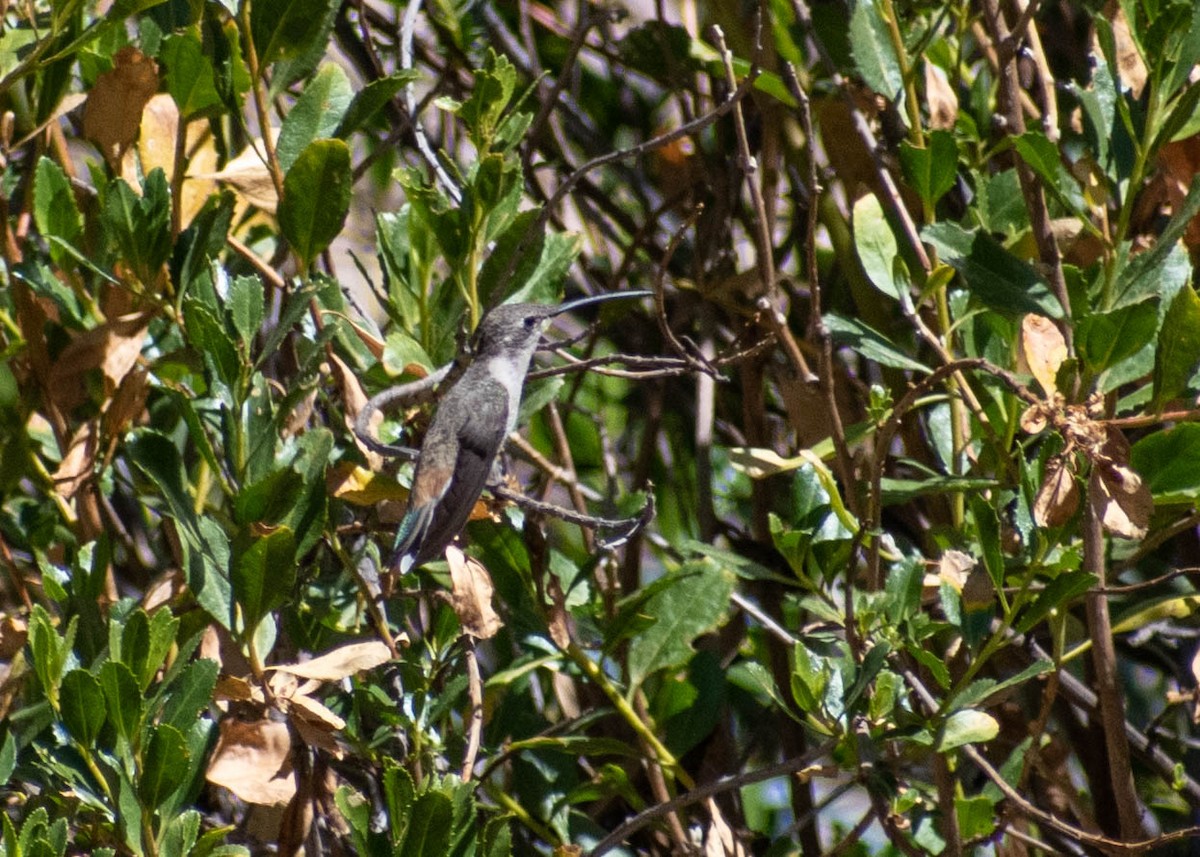 Oasis Hummingbird - ML641586284