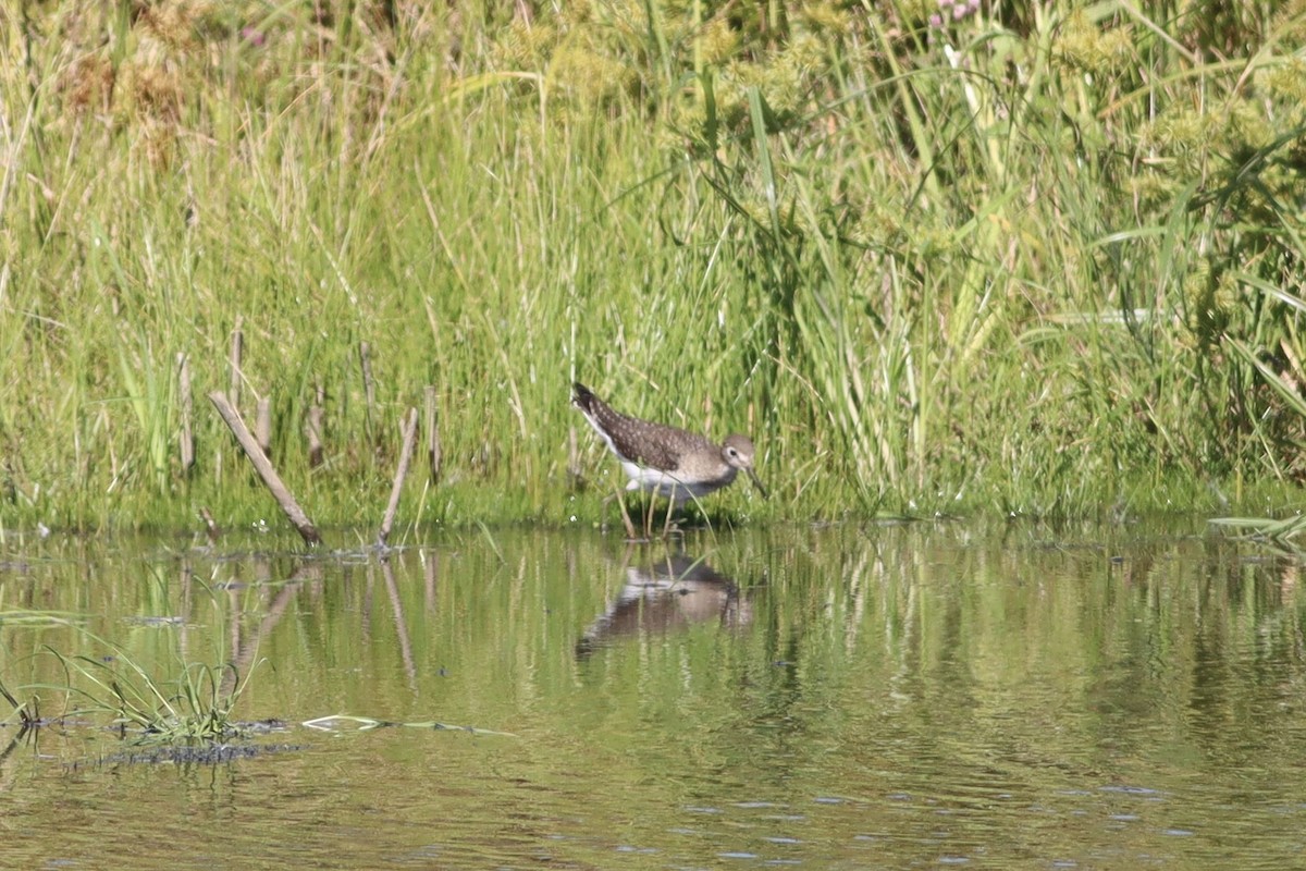 Solitary Sandpiper - ML641586289