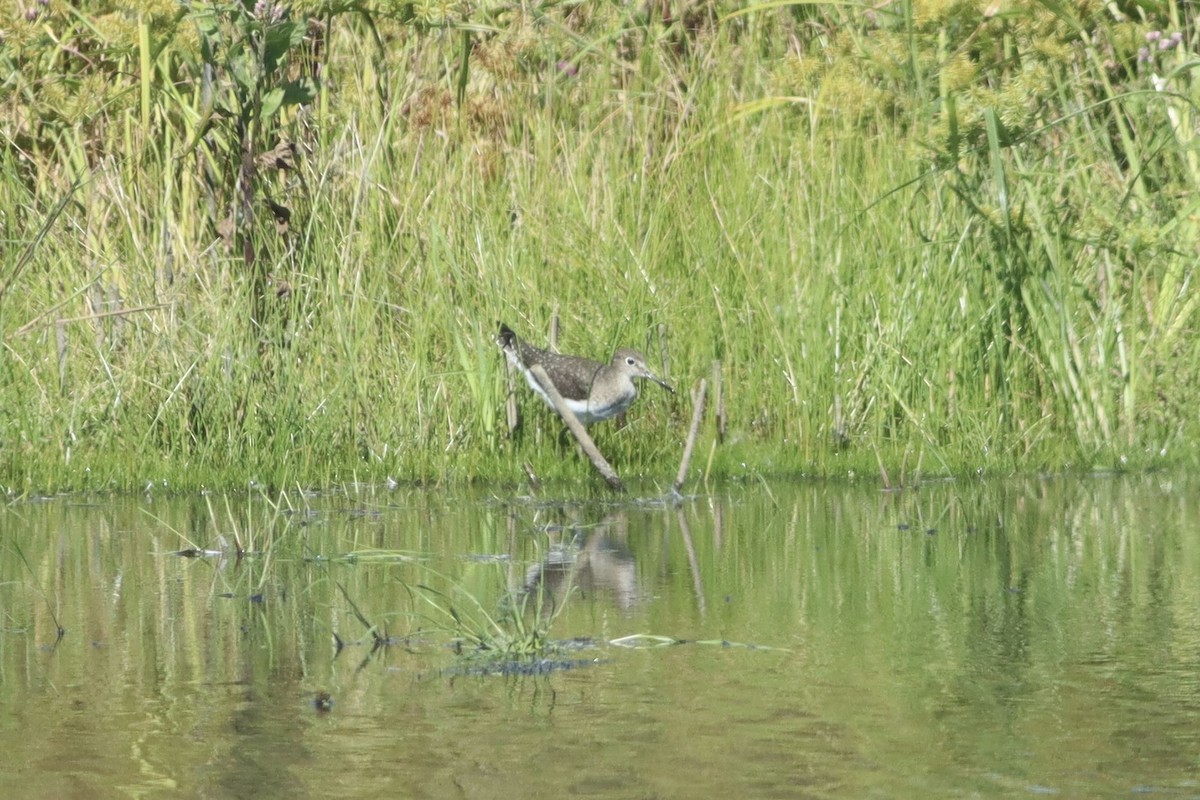 Solitary Sandpiper - ML641586290