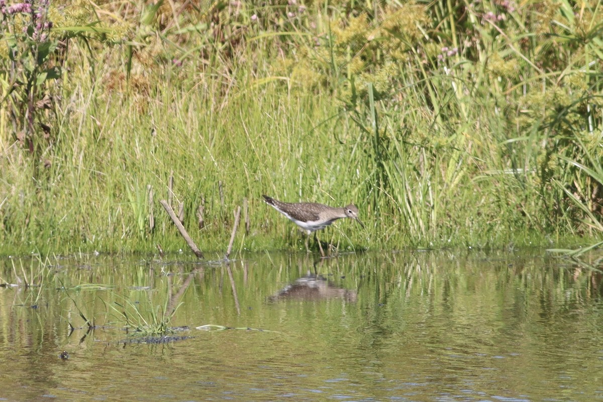 Solitary Sandpiper - ML641586291