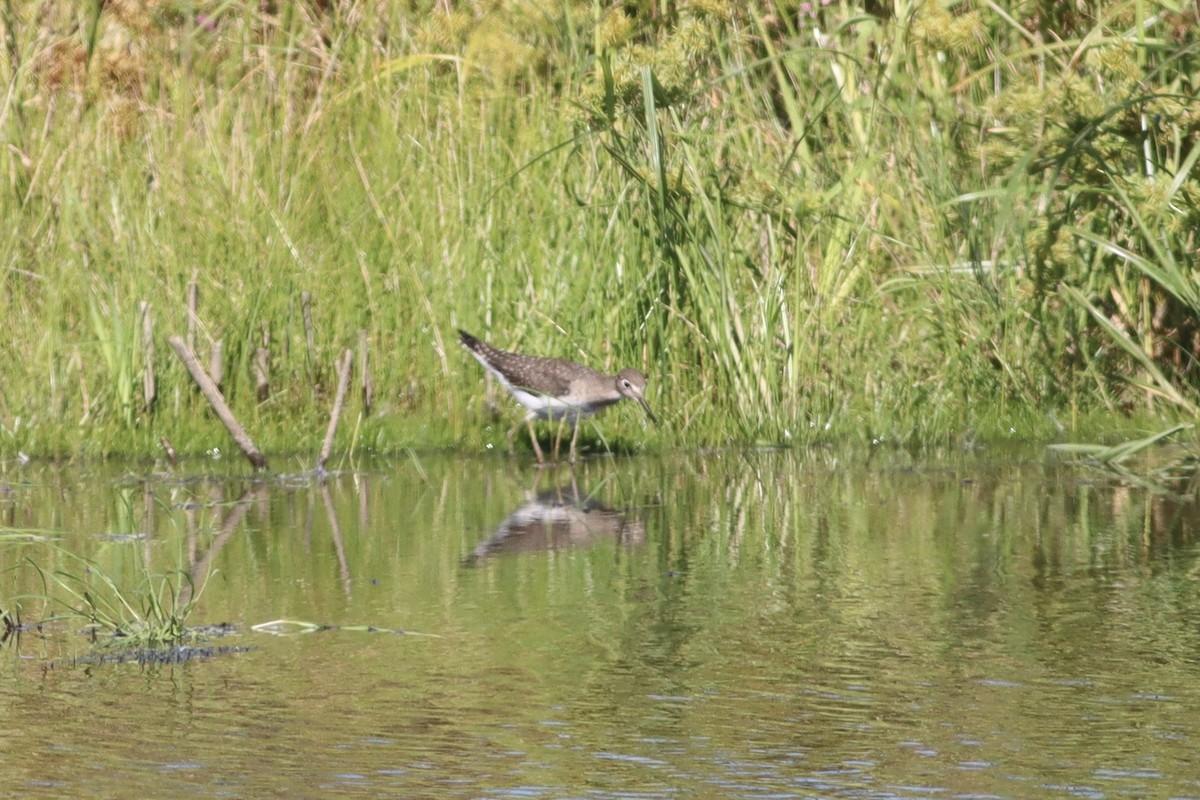 Solitary Sandpiper - ML641586292