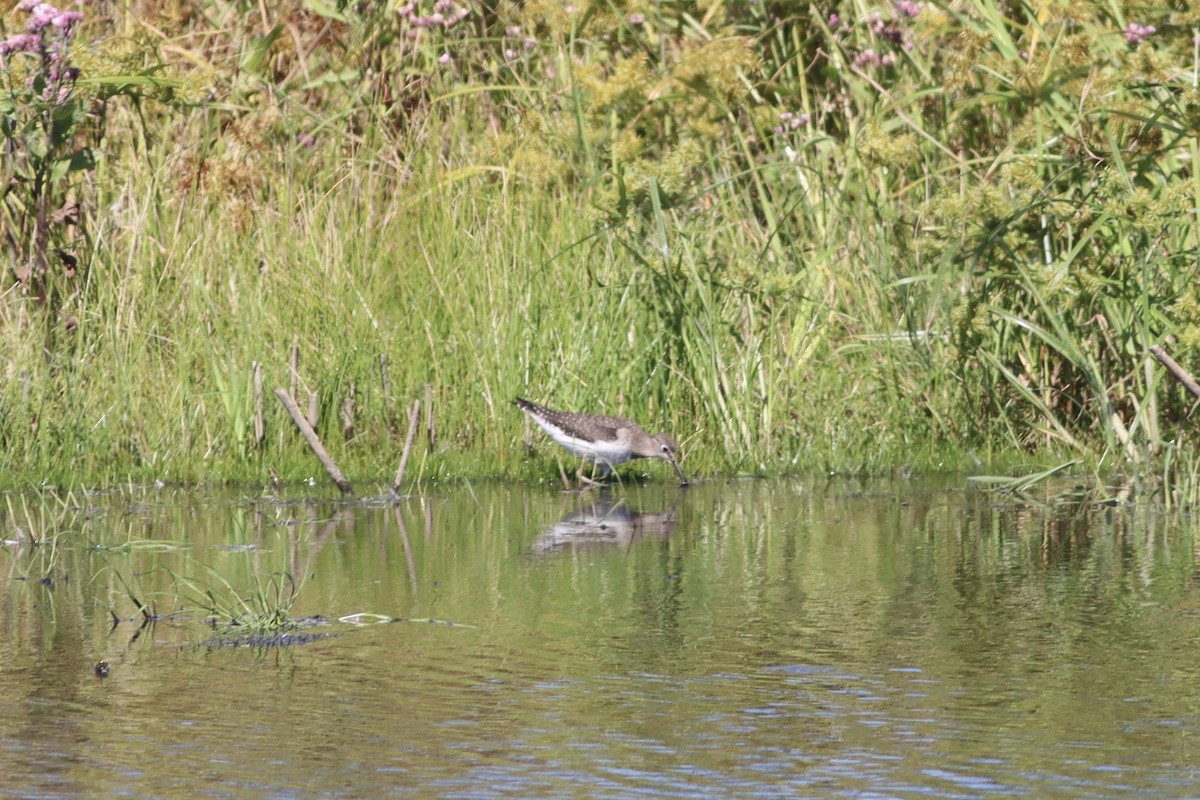 Solitary Sandpiper - ML641586293