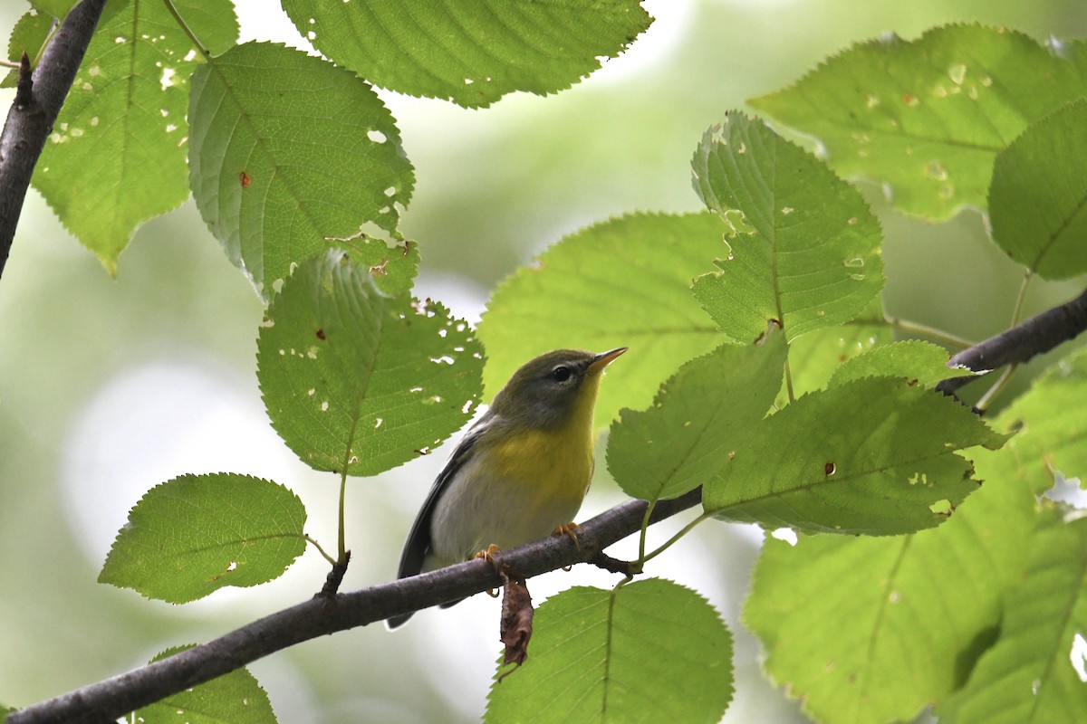 Northern Parula - ML641586301