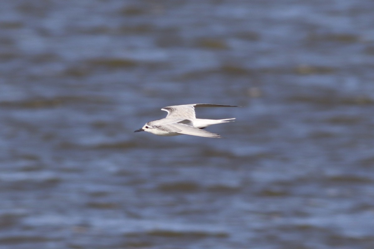 Эгэл хараалай - ML641586310