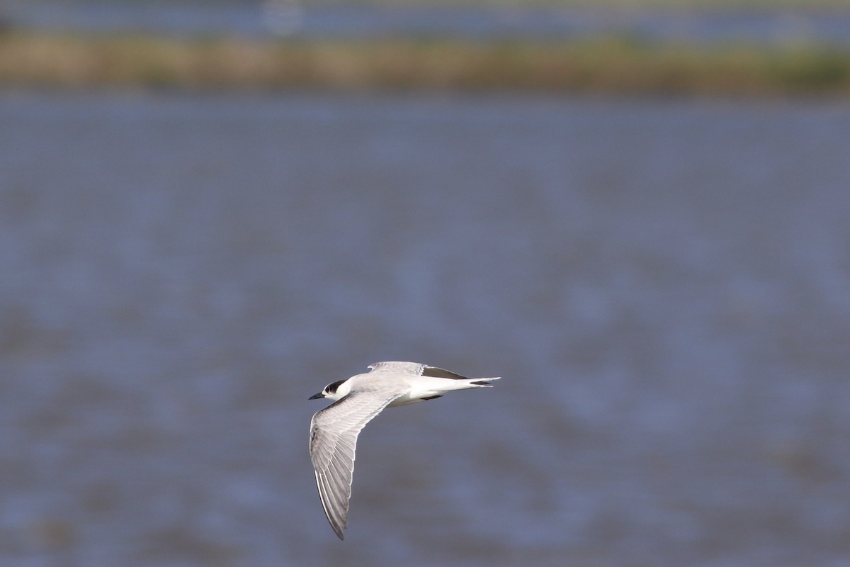 Эгэл хараалай - ML641586311