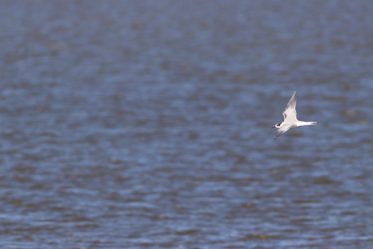 Эгэл хараалай - ML641586312