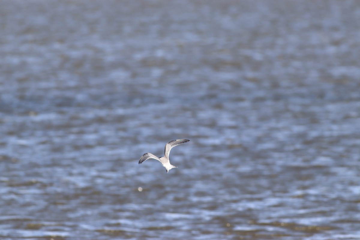 Эгэл хараалай - ML641586313