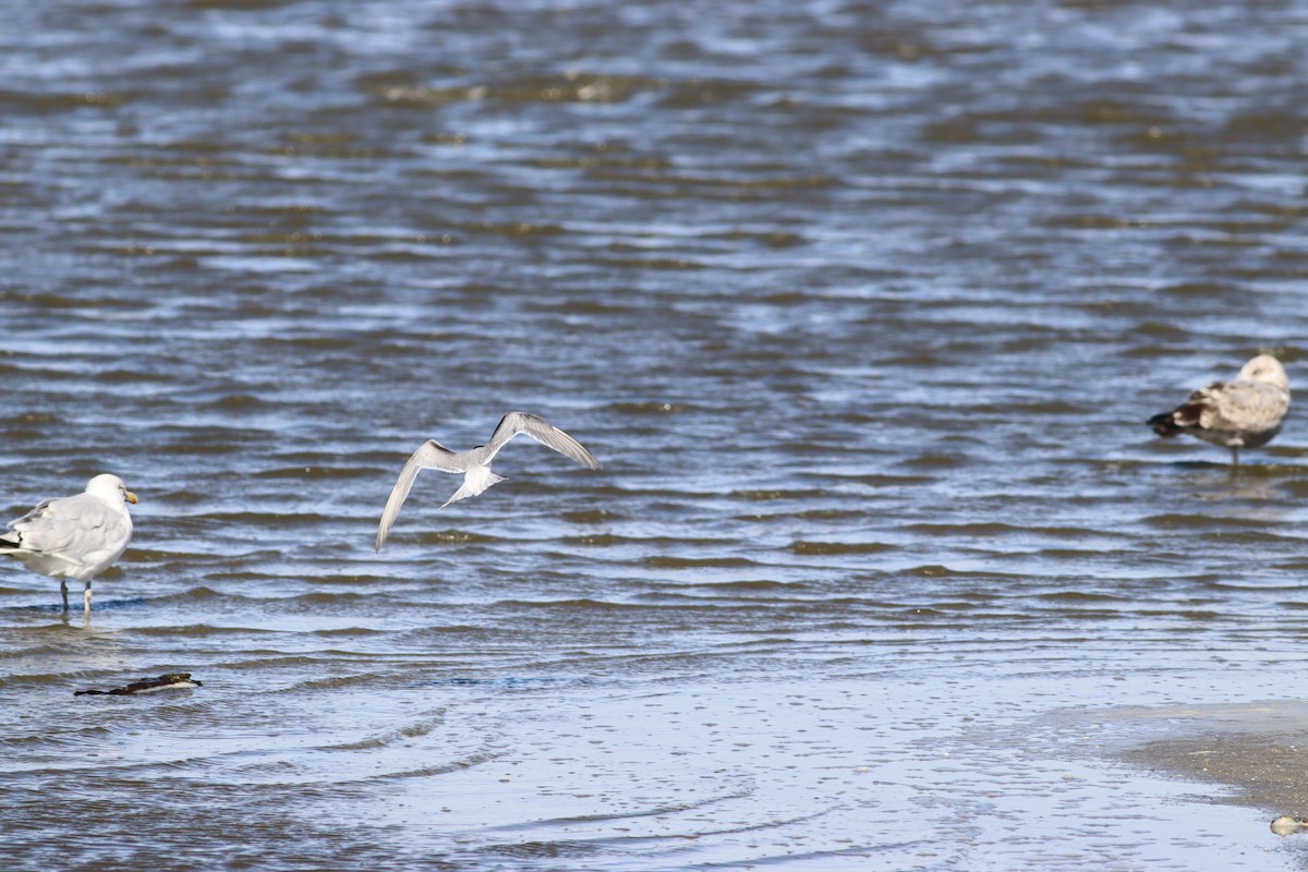 Эгэл хараалай - ML641586314