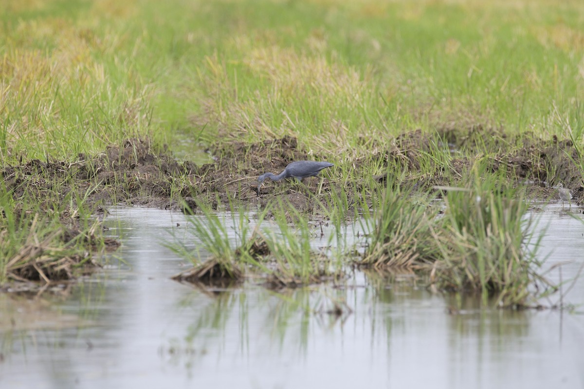 Little Blue Heron - ML641586322