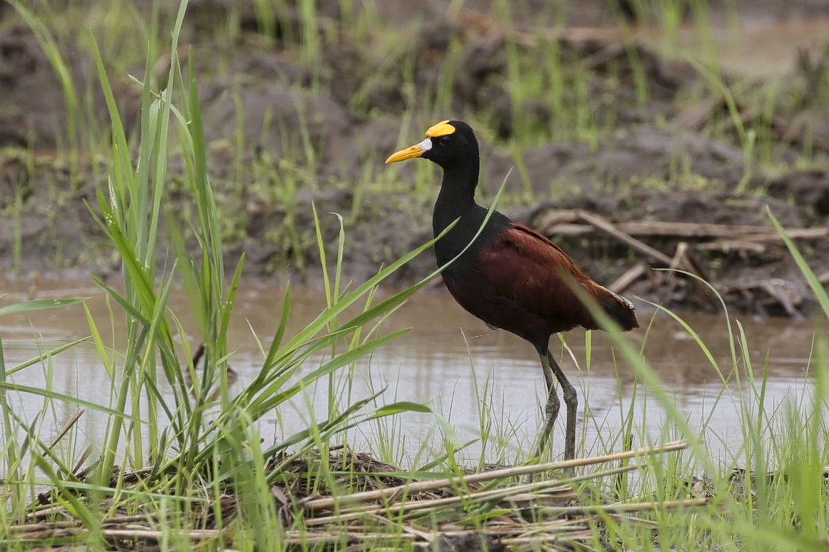 Northern Jacana - ML641586335
