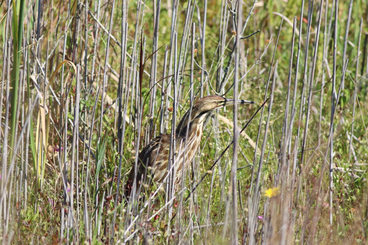 American Bittern - ML641586336