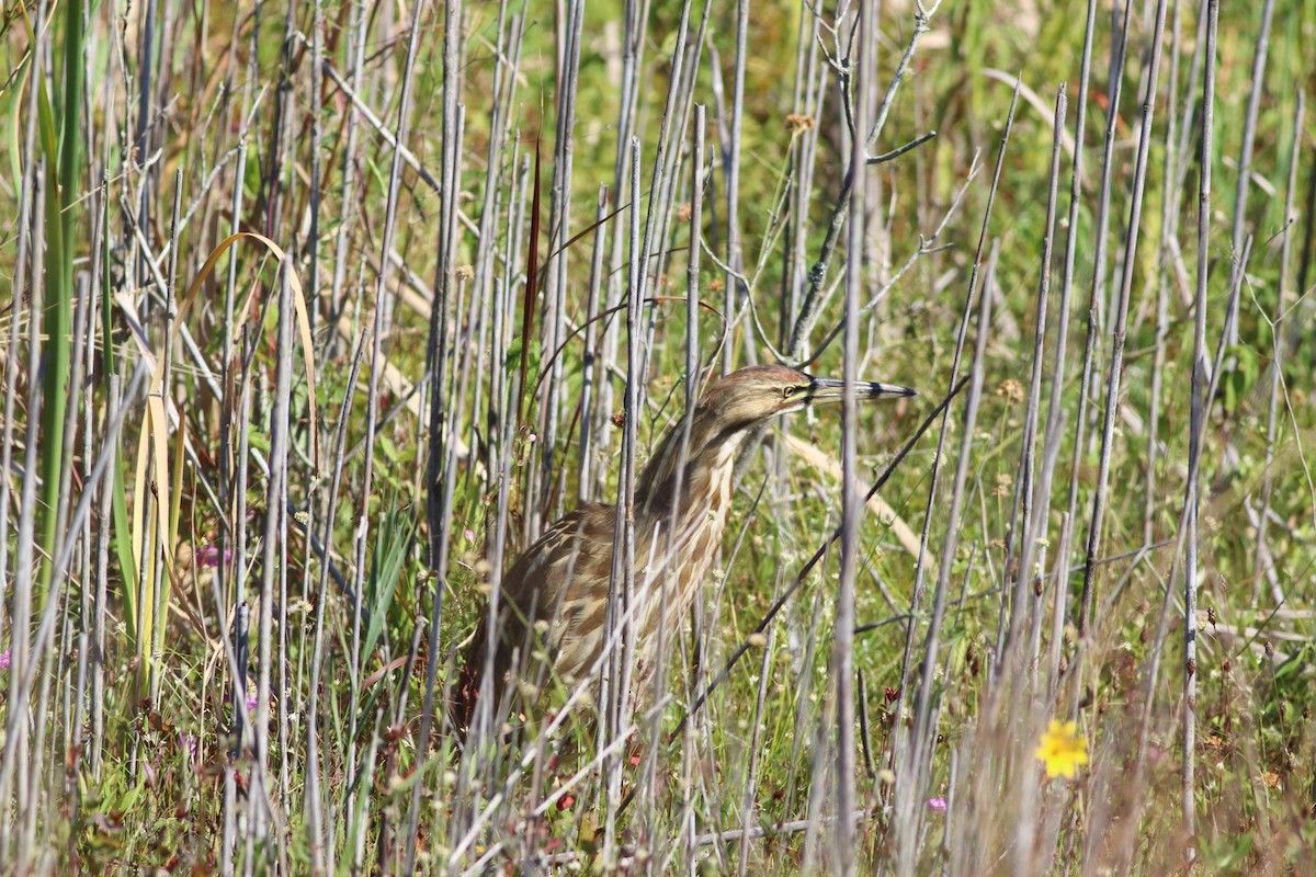 American Bittern - ML641586337