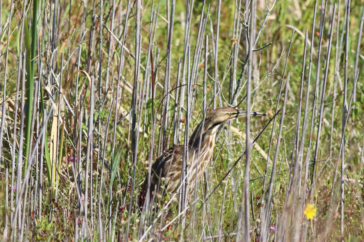 American Bittern - ML641586338