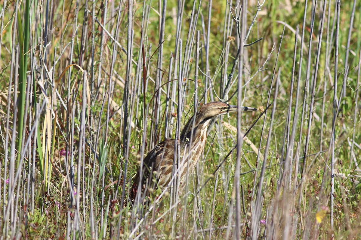American Bittern - ML641586339