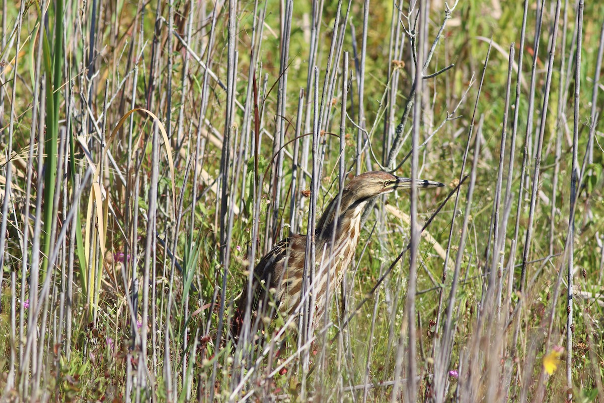 American Bittern - ML641586340