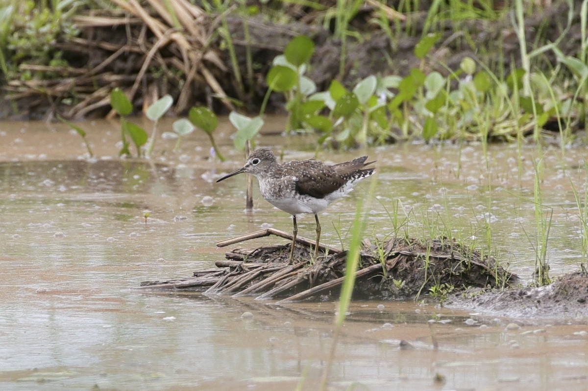 Solitary Sandpiper - ML641586346