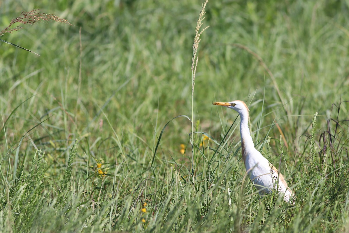Western Cattle-Egret - ML641586348