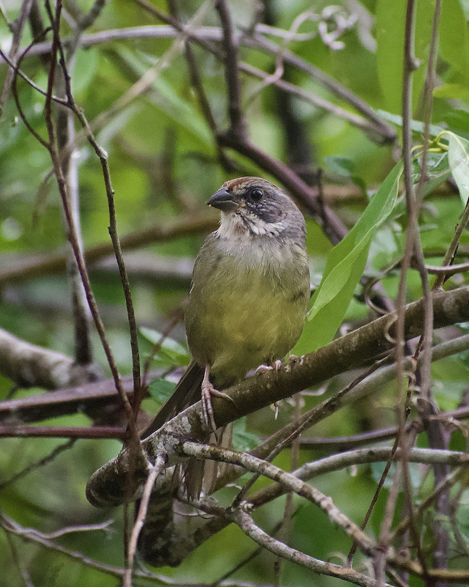 Zapata Sparrow - ML641586364