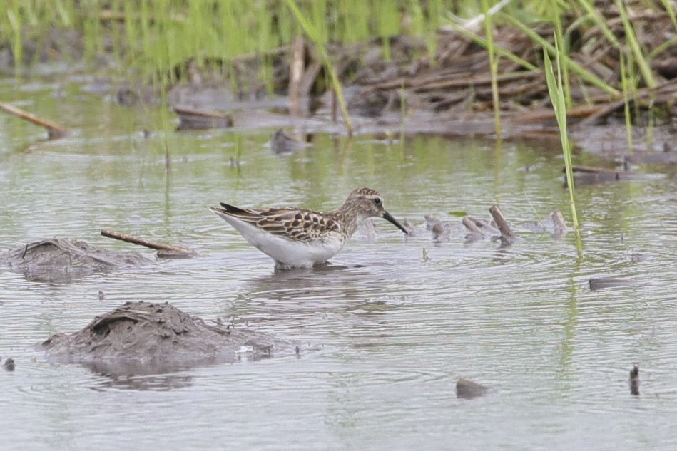 Least Sandpiper - ML641586367