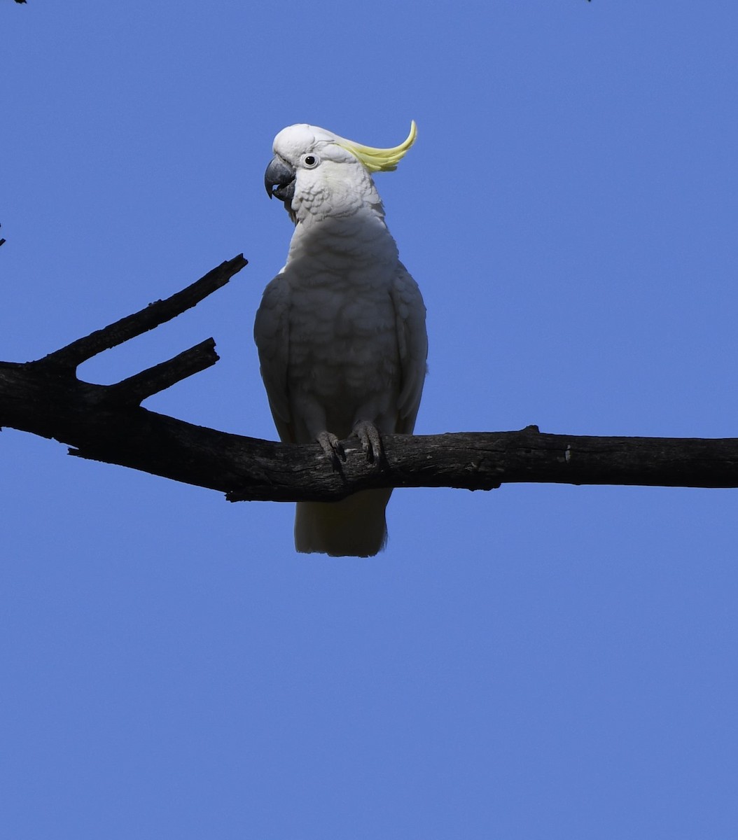 Sulphur-crested Cockatoo - ML641586370