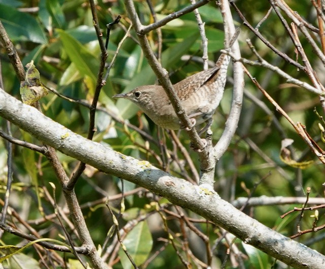 Northern House Wren - ML641586384