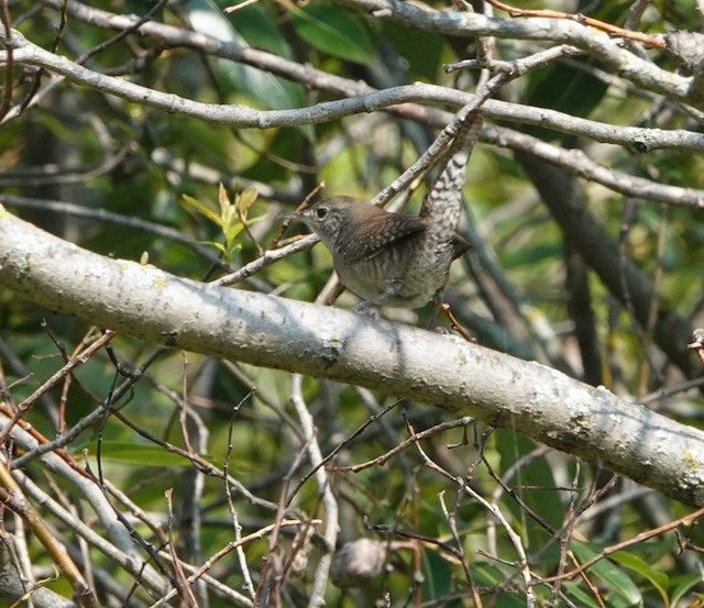 Northern House Wren - ML641586385