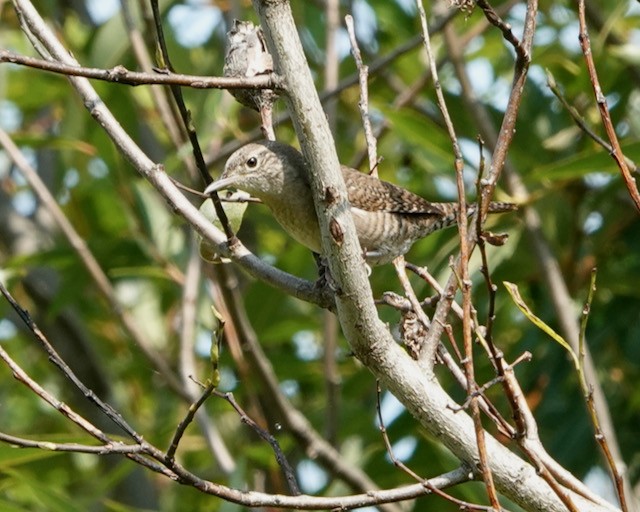 Northern House Wren - ML641586386
