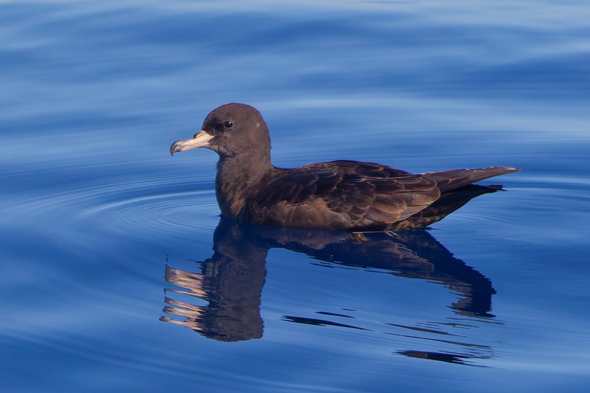 Flesh-footed Shearwater - ML641586392