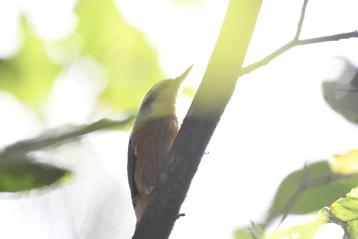 Red-breasted Nuthatch - ML641586406