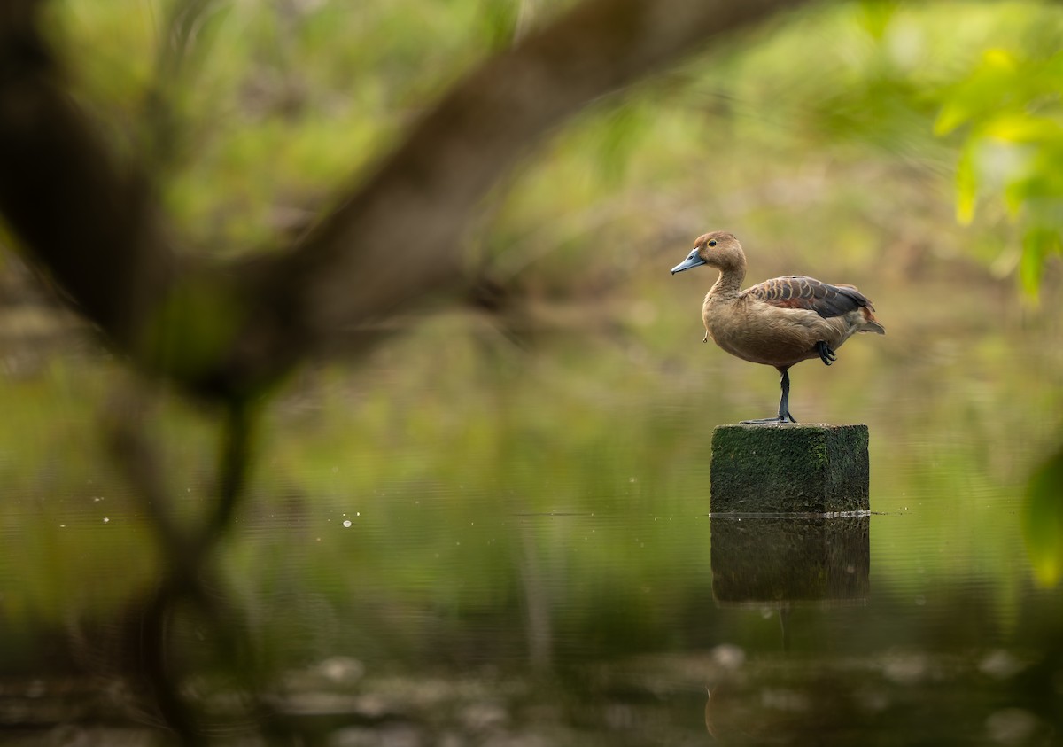 Dendrocygne siffleur - ML641586407
