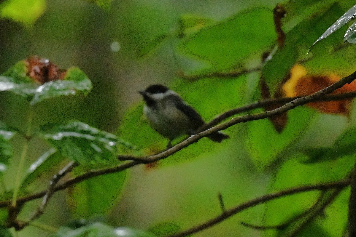 Black-capped Chickadee - ML641586410