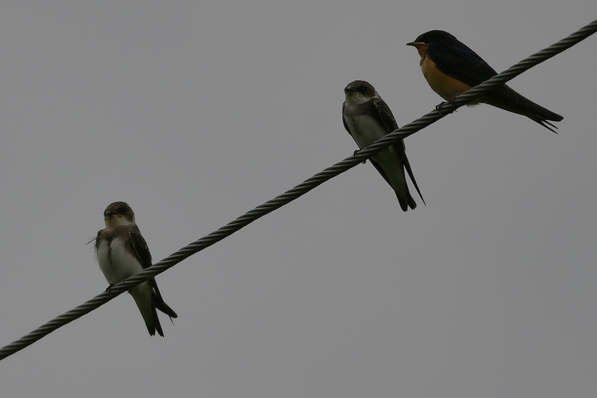 Bank Swallow - ML641586420