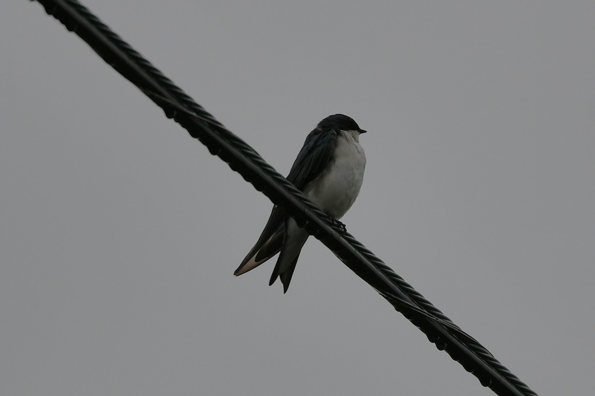 Tree Swallow - ML641586425