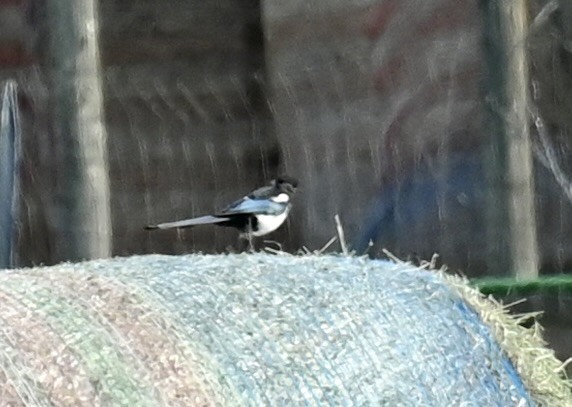 Black-billed Magpie - ML641586426