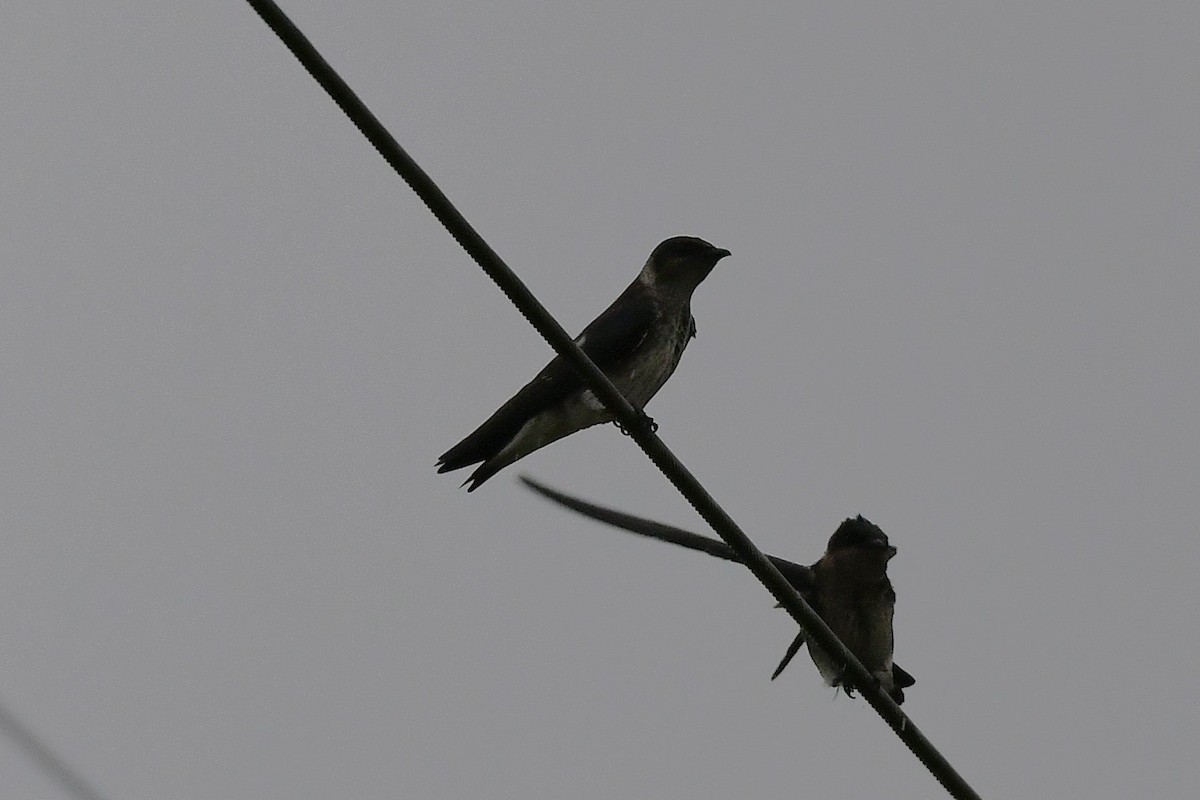 Purple Martin - ML641586431