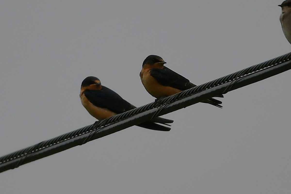 Barn Swallow - ML641586440