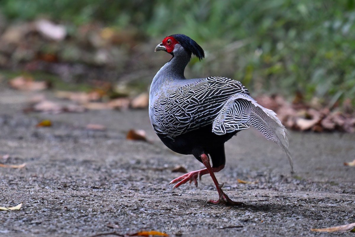Silver Pheasant - ML641586442