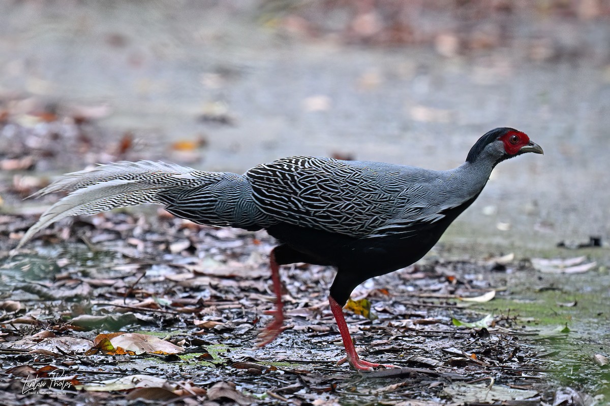 Silver Pheasant - ML641586443