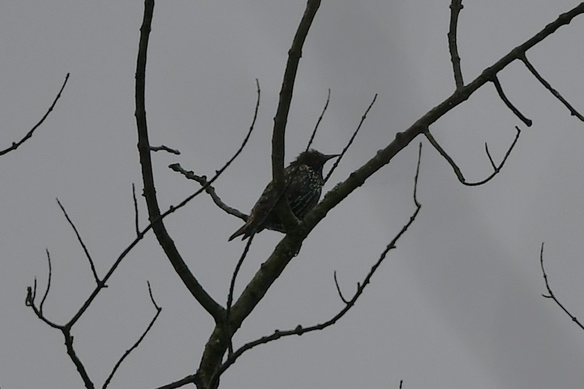 European Starling - ML641586445