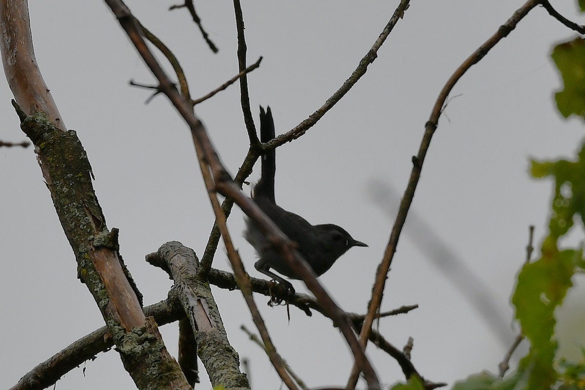 Gray Catbird - ML641586448